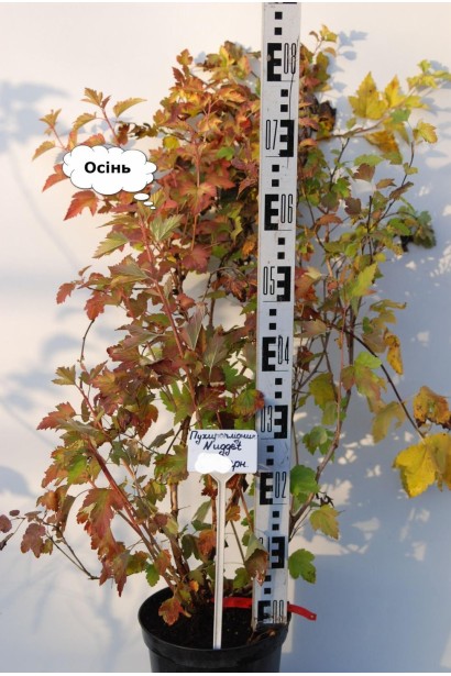 Пухироплідник калинолистий Наггет - 5л/вис.60-80см/Ø35-45см